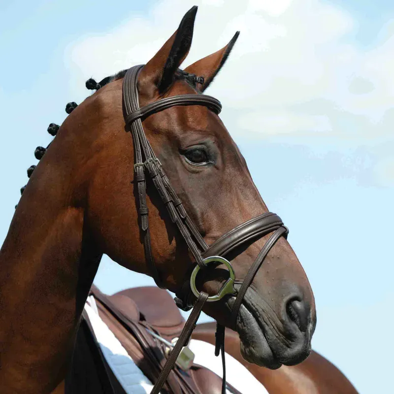 Collegiate Syntova Flash Bridle - Brown