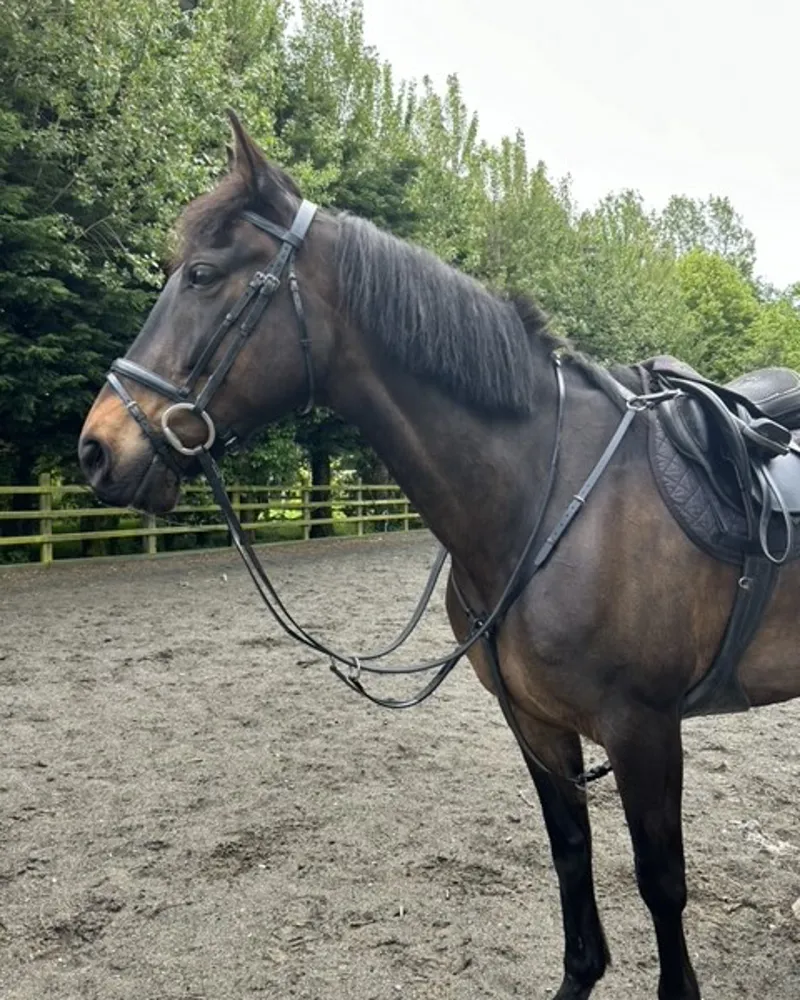 ENGLISH LEATHER Hunter Breast Plate Martingale Brown