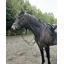 ENGLISH LEATHER Hunter Breast Plate Martingale Brown