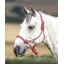 Shires Rope Control Headcollar One Size - Pink/Black