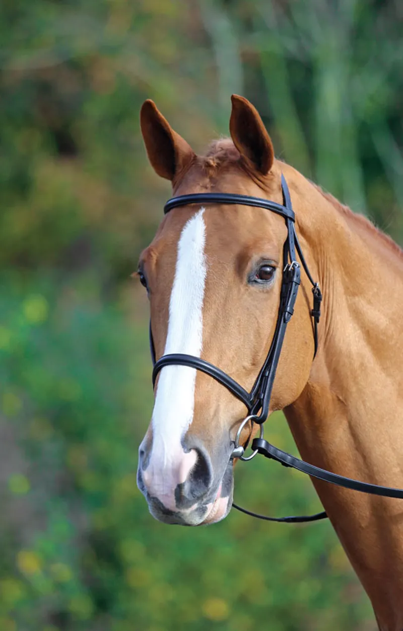 Shires Velociti GARA Raised Cavesson Bridle - Havana