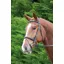 Shires Velociti GARA Raised Flash Bridle - Havana