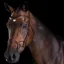 Collegiate Training Bridle - Brown