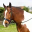 Gallop Hunter Bridle - Brown