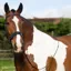 Gallop Hunter Bridle - Black 