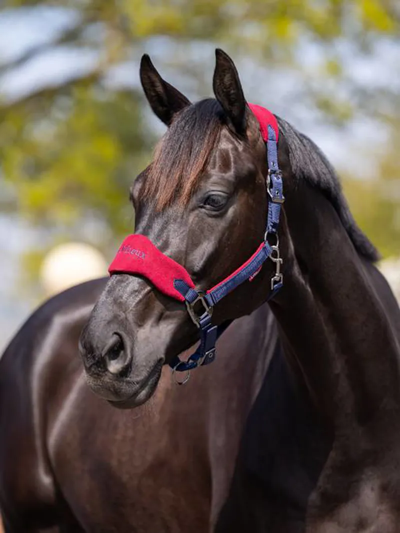 LeMieux Vogue Headcollar and Leadrope - Burgundy