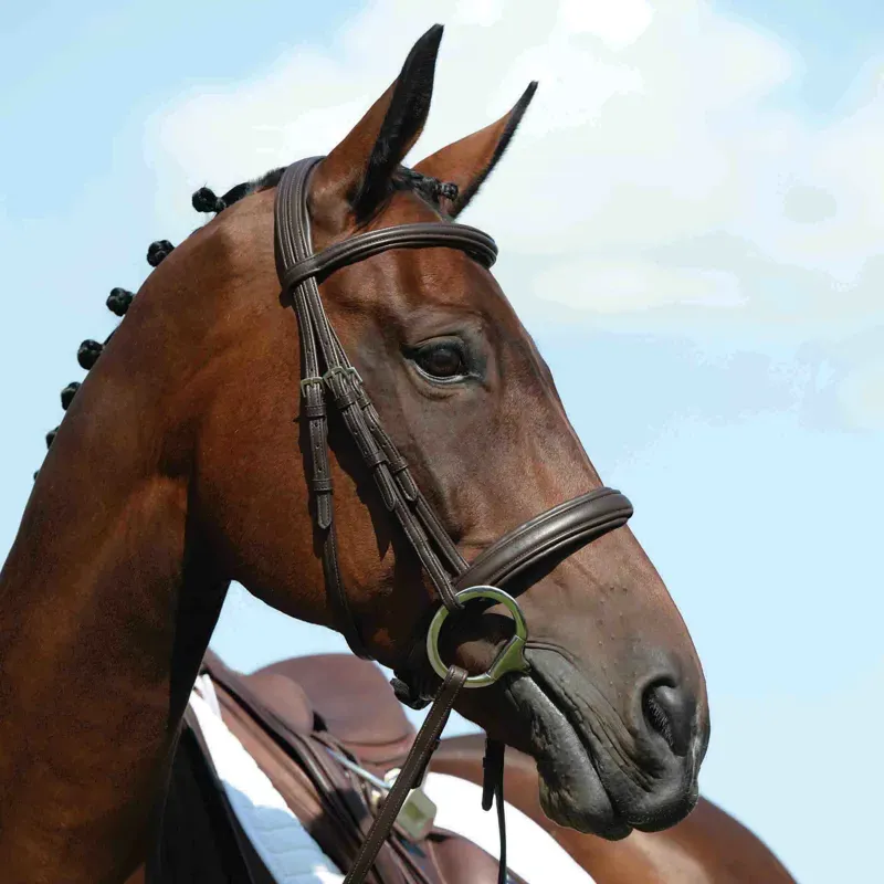 Collegiate Syntova Cavesson Bridle - Brown