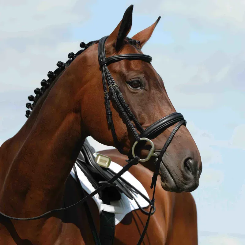 Collegiate Syntova Flash Bridle - Black
