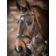 LeMieux Kudos Elegant Stitched Competition Flash Bridle - Havana