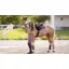 LeMieux Loire Classic GP Square - Walnut