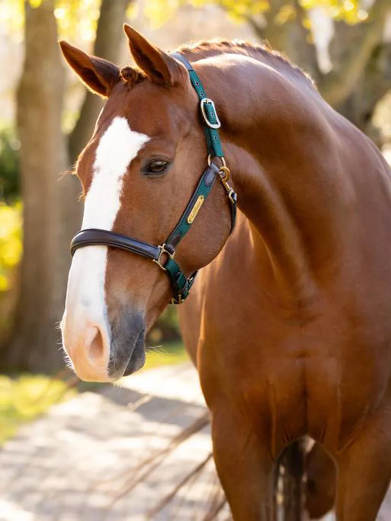 LeMieux Capella Head Collar - Spruce