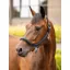LeMieux Grooming Headcollar - Black