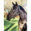 LeMieux Rope Control Headcollar - Brown