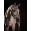 LeMieux Arika Leather Flash Bridle with Removable Flash - Black/Silver