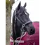 LeMieux Stitched Leather Headcollar - Black
