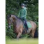 LeMieux Suede Dressage Square - Hunter Green