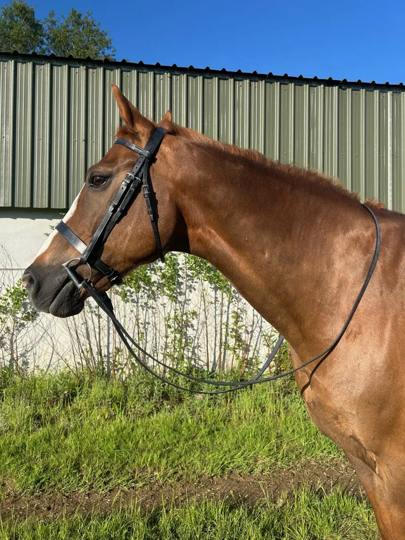 ENGLISH LEATHER No 1 Plain Cavesson Bridle with Plain Reins - Brown-1