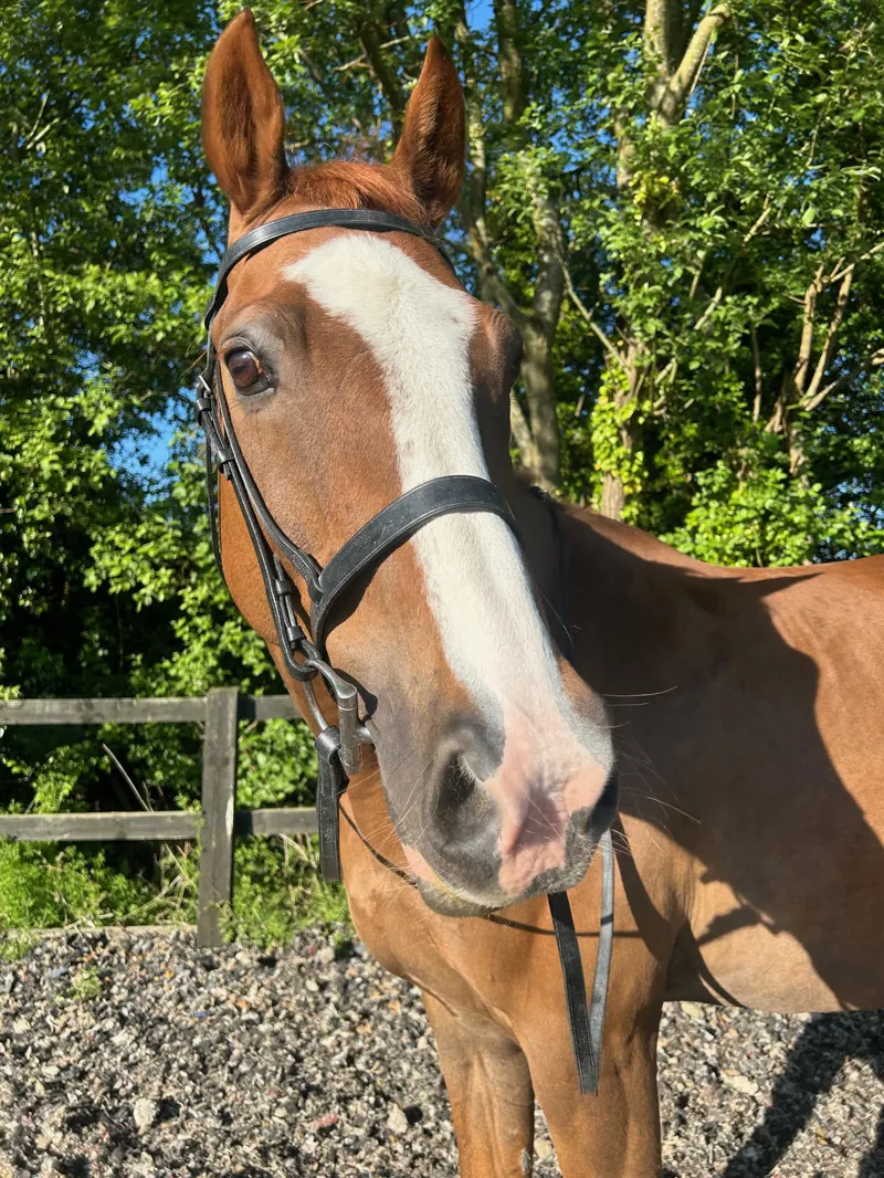 ENGLISH LEATHER No 1 Plain Cavesson Bridle with Plain Reins - Black-2