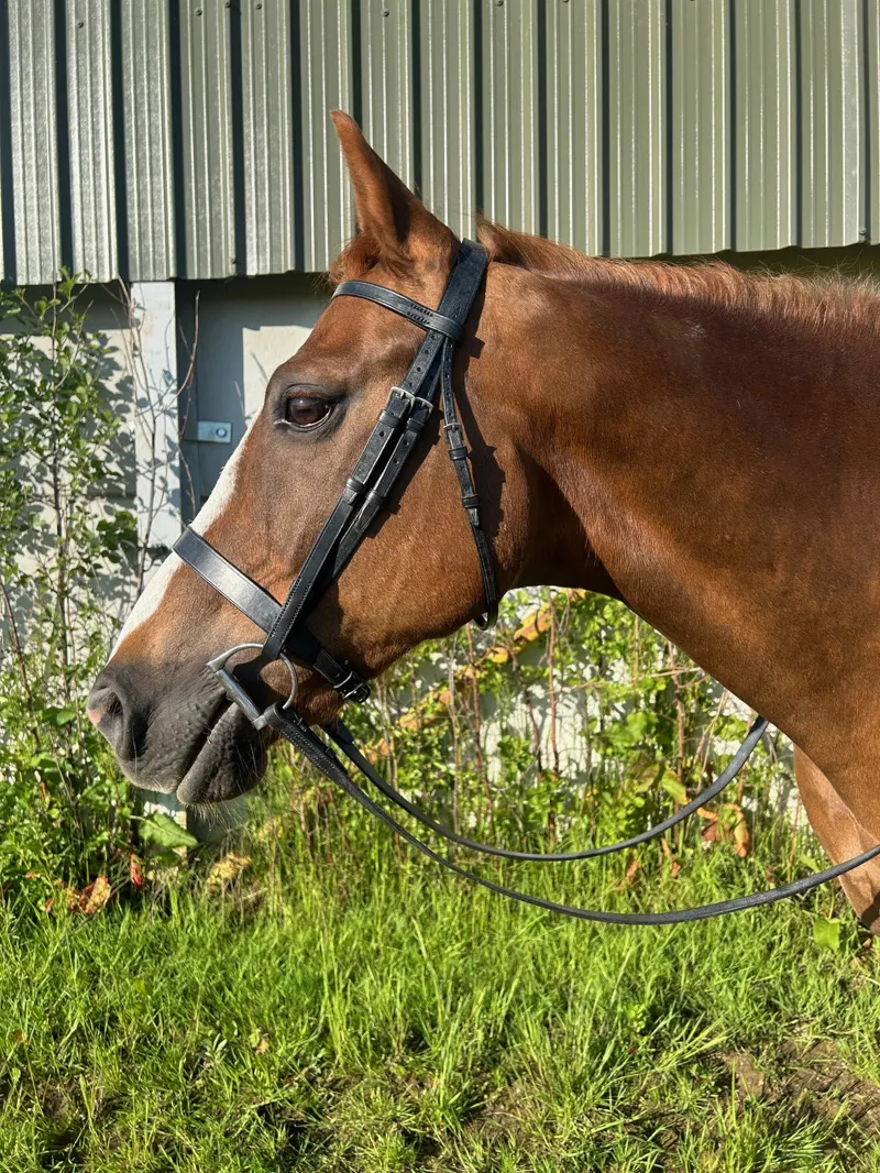 ENGLISH LEATHER No 1 Plain Cavesson Bridle with Plain Reins - Brown