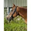 ENGLISH LEATHER No 1 Plain Cavesson Bridle with Plain Reins - Black