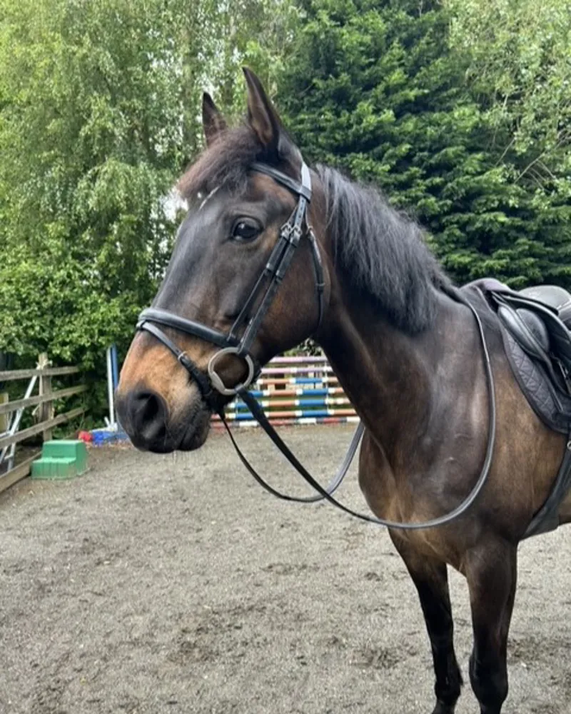 ENGLISH LEATHER Flash Bridle with Rubber Grip Reins - Black
