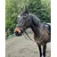 ENGLISH LEATHER Flash Bridle with Rubber Grip Reins - Black