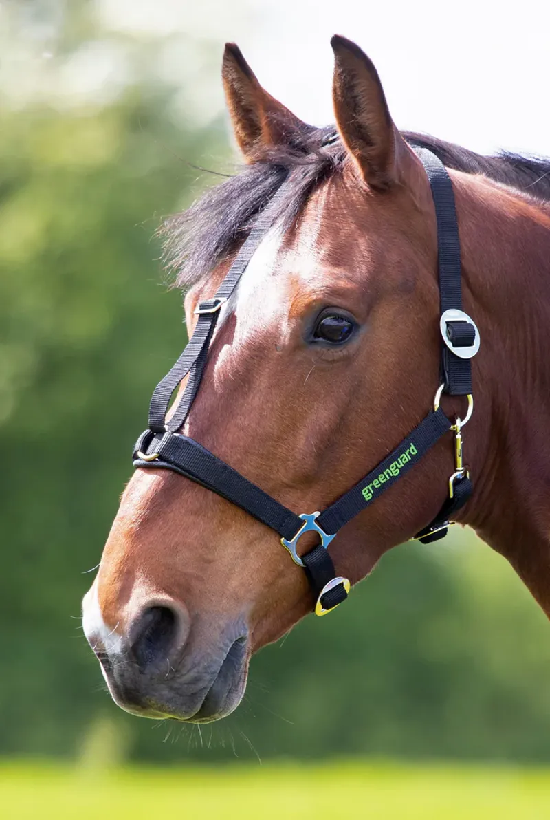 Greenguard Headcollar - BLACK