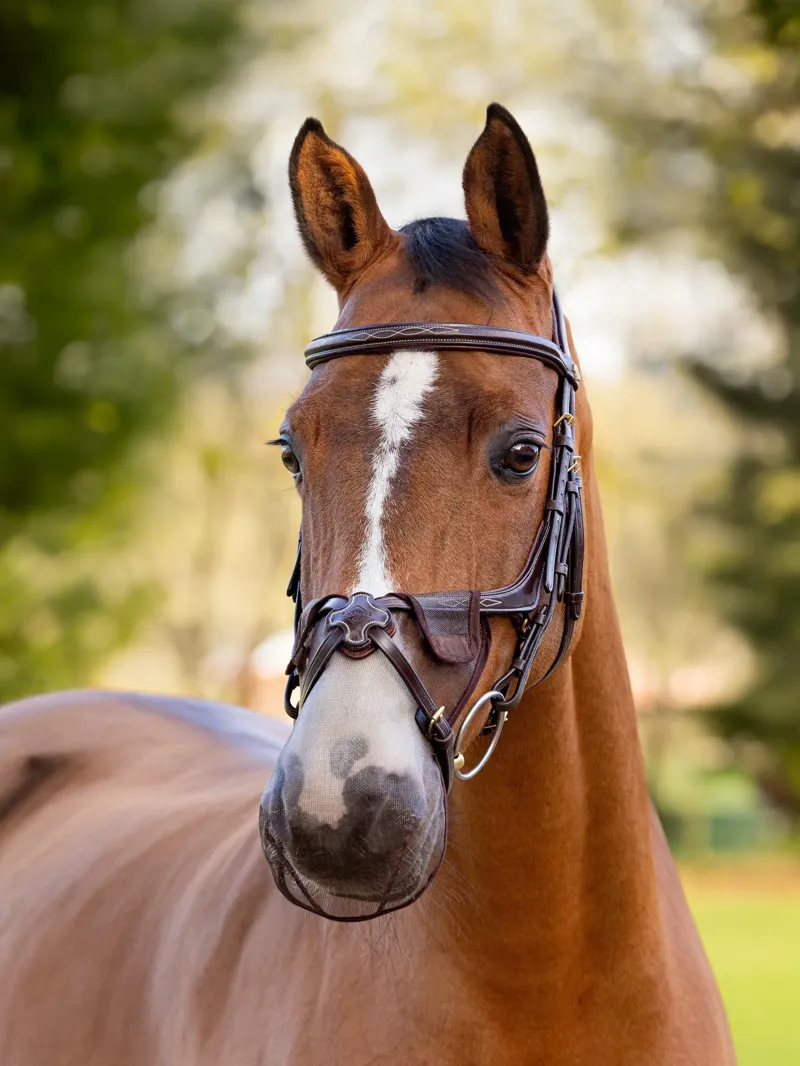LeMieux Comfort Shield Grackle Nose Filter 2pk Brown-1