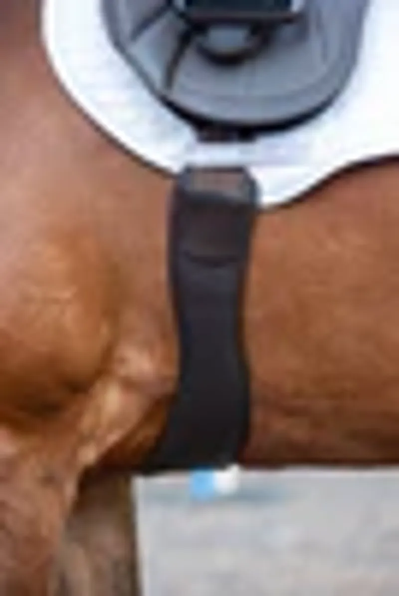 Kent and Masters Long Girth - Brown