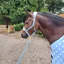 Supreme Products Dotty Fleece Head Collar/Lead Rope - - Beautiful Blue