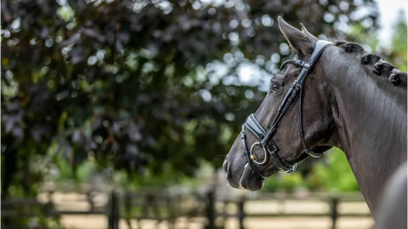 LeMieux Kudos Patent Dressage Bridle Black - Full-6