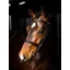 LeMieux Arika Cavesson Bridle - Black 