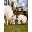 LeMieux Hobby Horse Lemon