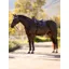 LeMieux Loire Classic Close Contact Square - Juniper