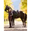 LeMieux Loire Classic Dressage Square - Damson - Large