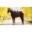 LeMieux Loire Classic Dressage Square - Navy/Cranberry - Large