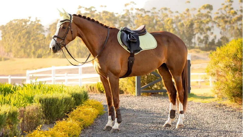 LeMieux Suede Close Contact Square - Macaron-1