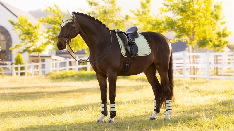 LeMieux Suede Dressage Square - Macaron Large-1