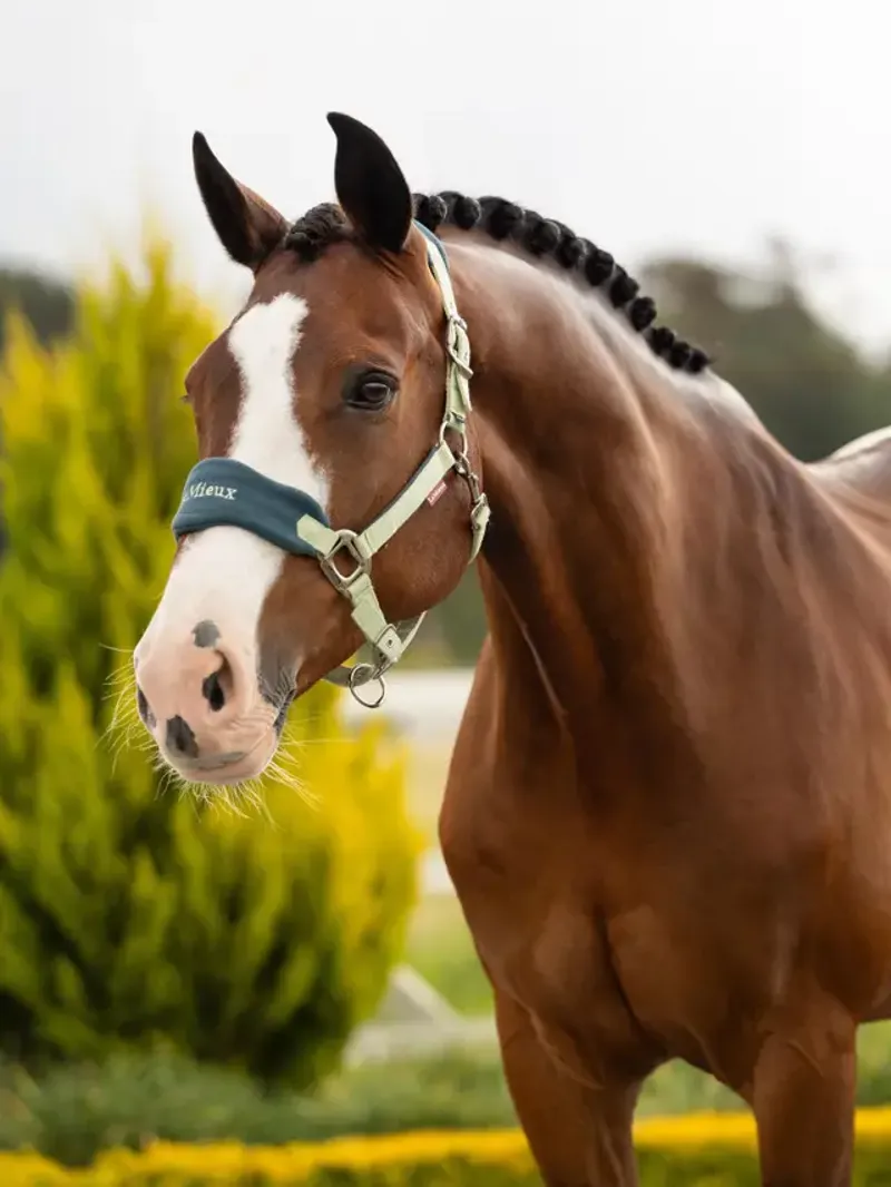 LeMieux Vogue Headcollar and Leadrope - Macaron-1