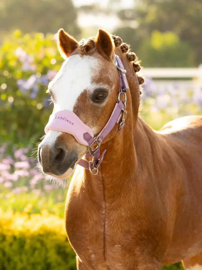 LeMieux Mini Vogue Headcollar and Leadrope - Mallow-1