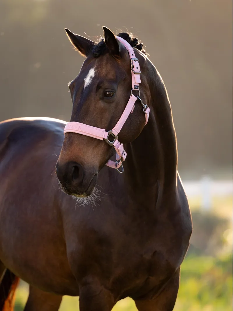 LeMieux Essence Headcollar - Fondant-1
