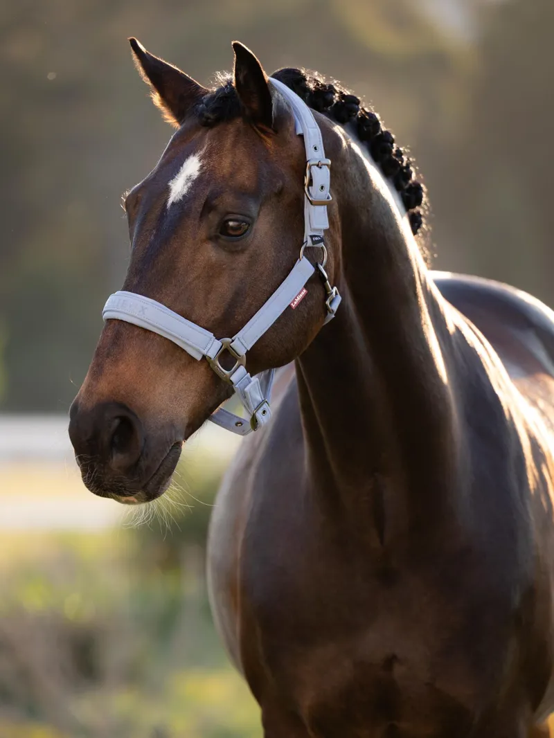 LeMieux Essence Headcollar - Powder Blue-1