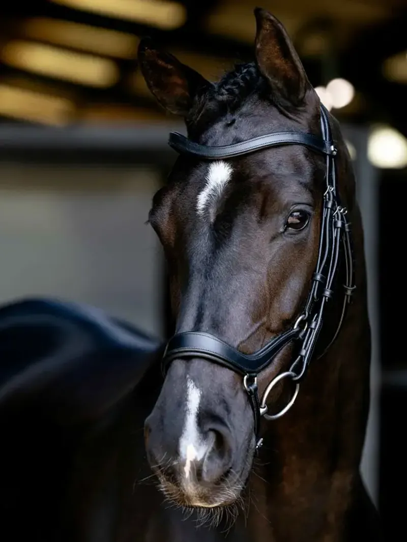 LeMieux Arika Anatomic Drop Bridle - Black/Silver