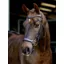 LeMieux Arika Anatomic Drop Bridle - Brown/Silver