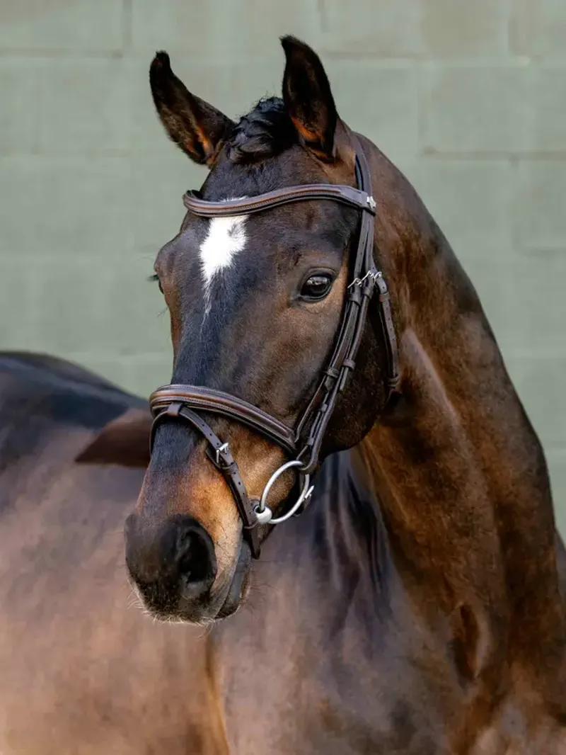 LeMieux Arika Anatomic Flash Bridle - Brown/Silver