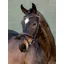 LeMieux Arika Anatomic Flash Bridle - Brown/Silver