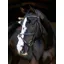LeMieux Arika Anatomic Grackle Bridle - Black/Silver