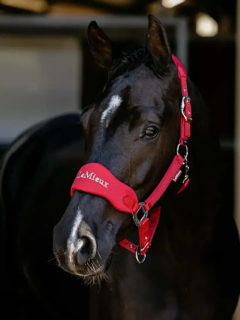 LeMieux Breakaway Vogue Headcollar - Chilli-1