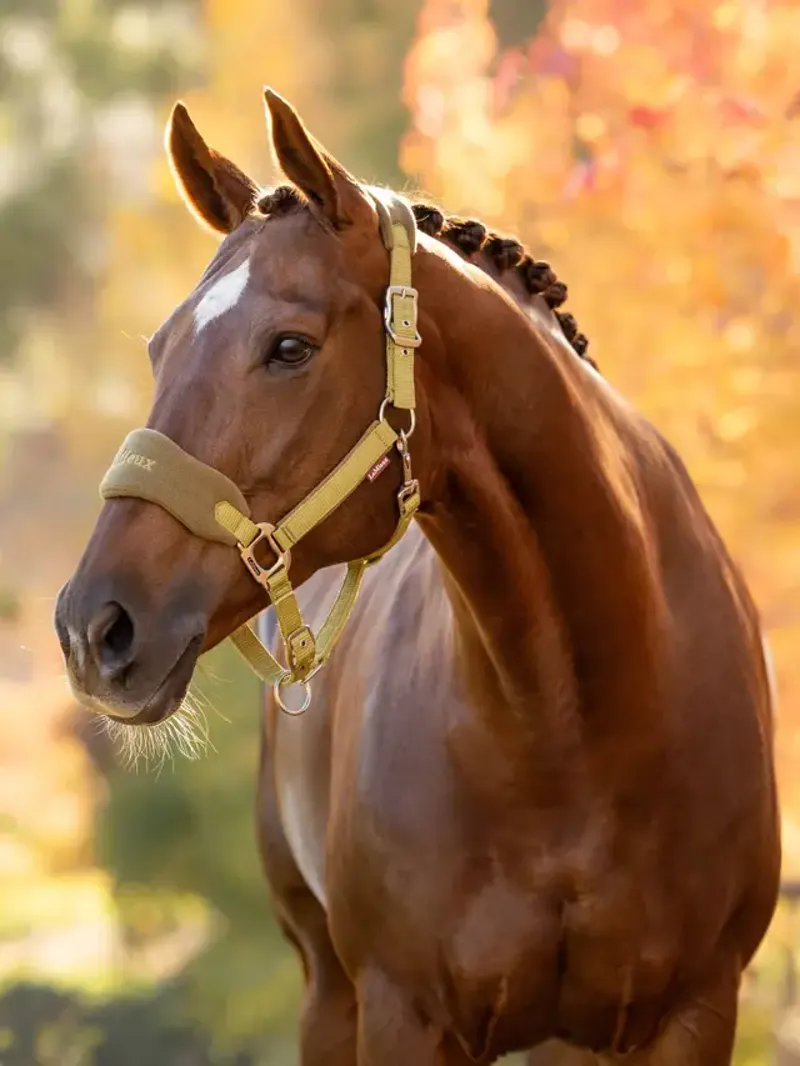 LeMieux Vogue Headcollar and Leadrope - Gooseberry-1