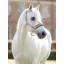 LeMieux Heritage Headcollar - Wild Rose